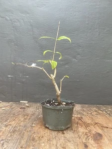 Wrightia Religiosa (Water Jasmine) - Pre-Bonsai - Flowering Plant - For Shohin - Picture 1 of 4
