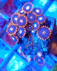WYSIWYG Zoas Marine Coral Soft Corals Reef - Picture 1 of 1