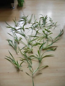 5x Grünlilien - Ableger - Chlorophytum - rein grün - bewurzelt - Bild 1 von 3