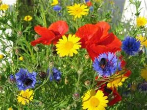 Wildflower Seed Mix ,8 ounces , Great for Colorful Borders and  Gardens. - Picture 1 of 1