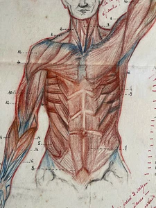 Rare Drawing Original Large Format Study Anatomic 1920 - 1930 Flayed Anatomy Set - Picture 1 of 6