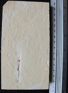 Squid 118 - Nicely Preserved Tentacles + Worm - Cretaceous Fossils Lebanon - Picture 1 of 2