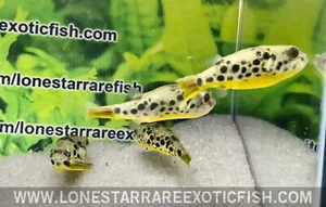 Spotted Congo Puffer / Tetraodon schoutedeni - Live Aquarium Fish - Picture 1 of 12