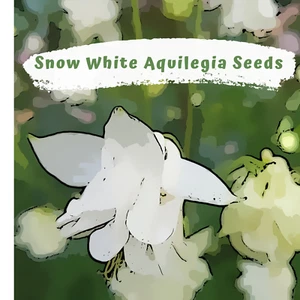 Aquilegia, Granny Bonnets, Columbine Snow White Flower 50 plus Seeds - Picture 1 of 6