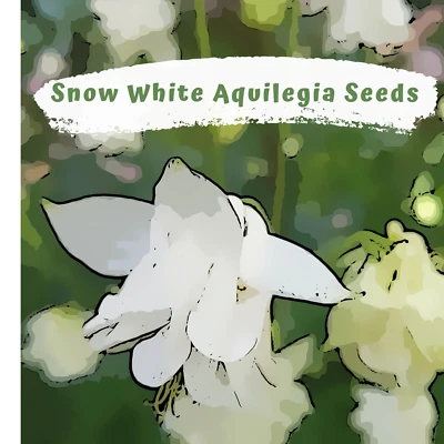 Aquilegia, Granny Bonnets, Columbine  Snow White Flower 50 plus  Seeds - Image 1 of 4