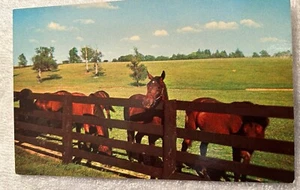Postcard Grass Blue Scene Kentucky Old Horses Vintage Bluegrass Grazing Scene, - Picture 1 of 2