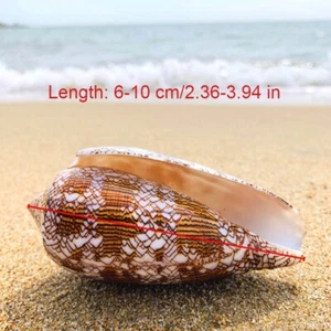 Natural Asprella Shell Conch Sea Snail Fish Tank Aquarium Decor Ornament Fun Toy - Picture 1 of 16