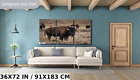 Bison Happy Hour: American Buffalo Herd Wall Art Bison Photography Metal Canvas