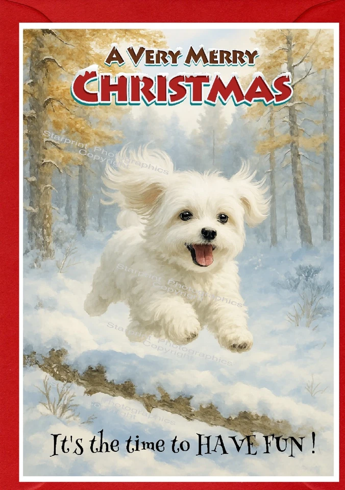 Maltese Dog A6 (4"x 6") Christmas Card (Blank inside) by Starprint