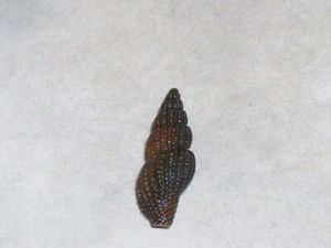 RAPHITOMA CONTIGUA SPECIAL DARK - Picture 1 of 2