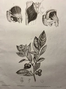 Anticuario Copperplate 1834 Flores Plantas Huesos Músculos Tatuaje Boceto - Imagen 1 de 10