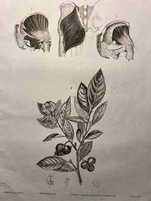 Anticuario Copperplate 1834 Flores Plantas Huesos Músculos Tatuaje Boceto - Imagen 1 de 4