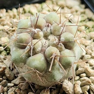 Copiapoa cinerea ssp. haseltoniana tenebrosa JA 976 POT 7 CM Own root RARE!!! - Imagen 1 de 5