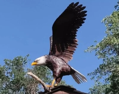 American Bald Eagle Large Outdoor Metal Statue Lawn Sculpture Garden Yard Art - Image 1 of 4