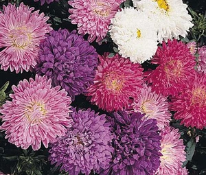 ASTER MILADY DWARF COLORES MIXTOS Callistephus Chinensis - 150 semillas a granel - Imagen 1 de 1