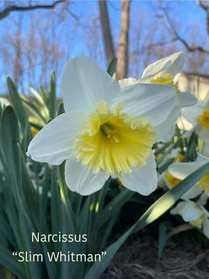 Bombillas Narciso Surtidas Larga Duración 20 Trompeta Narciso Mezcla Bombilla Foto 1 de 4