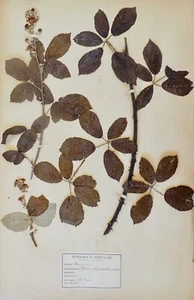 Botany - Plank Herbarium Xixth - Plants Dried - Rosacees 13 - Picture 1 of 3