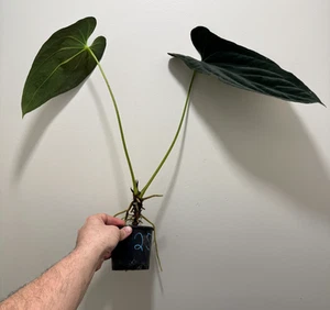 Anthurium papillilaminum x dressleri Mature, flowering size!!! Rare Aroid #25 - Picture 1 of 3