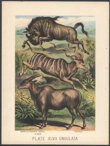 RARO Original Años 1880 CABALLO CUERNO GNOO Cromolitografo ANTIGUO Estampado NO UNA COPIA - Imagen 1 de 1