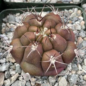 Gymnocalycium Marquezii - LIVE PLANT - Picture 1 of 8