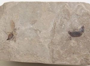 Insekten, Tertiär, Green River Formation, Uintah County, Utah, USA -b178 - Picture 1 of 5