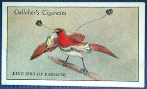 KING BIRD OF PARADISE   Vintage 1928 Illustrated Card   SC04