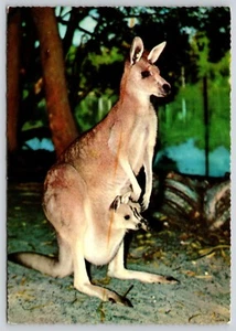 Postcard Red Kangaroo and baby Joey Macropus rufus Marsupial - Picture 1 of 2