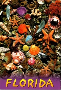 Variety of Florida Seashells FLORIDA CONTINENTAL POSTCARD D19 - Picture 1 of 2