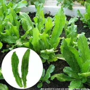 1000 SEMILLAS CULANTRO-NGÒ GAI-CILANTRO MEXICANO- PUERTO RICO-PEREJIL TAILANDÉS - Imagen 1 de 9