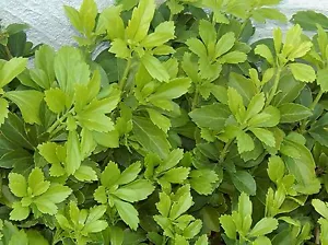 Pachysandra 35 Plants Ground Cover Evergreen Shade Thick Green Carpet Organic - Picture 1 of 11