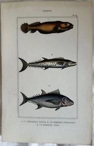 Gobiesoce Scombre Mackerel Xylograph Ittiologia Fishes 1850 Fishes - Picture 1 of 1