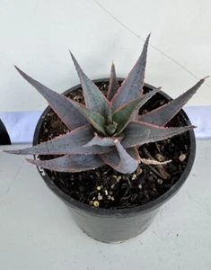 Aloe Blue Liliaceae Rare Rooted succulent Established plant - Picture 1 of 5