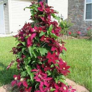 100x Clematis Clematis Garden Flowers Plants Indoor Outdoor Potted Plants - Picture 1 of 10