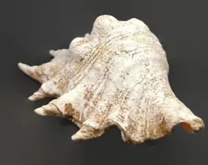 Large Natural Seashell Lovely Big Sea Shell Beach Home Decor Huge Ocean Treasure - Picture 1 of 5
