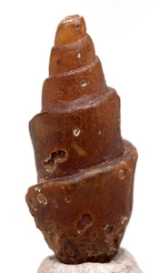 CHALCEDONY FOSSIL Shell Specimen Sea Snail Gastropod Agate Fossilized MOROCCO - Picture 1 of 3