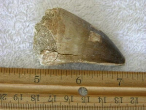 Dinosaur fossil teeth Jumbo Mosasaurus FD02 - Picture 1 of 2