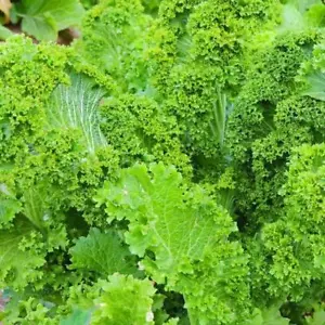 Mostaza de hoja rizada gigante del sur - más de 50 semillas - ¡VEGETAL HEREDADO! B 051 - Imagen 1 de 1