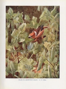 The Hawfinch - 1948 Beautiful Colour Vintage Bird Print by G. E. Collins - Picture 1 of 1