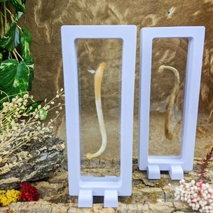 Raccoon Baculum Bone Penile Penis Floating Display Taxidermy oddities curiosity - Picture 1 of 7