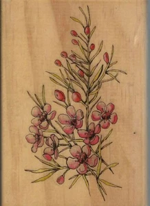 Stamp It Rubber Stamps - Geraldton Wax Wooden Mounted - Picture 1 of 2