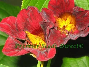 NASTURTIUM TROPAEOLUM BLACK VELVET 65 SEEDS - Picture 1 of 3