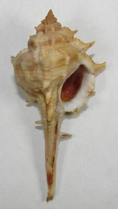 MUREX MACGILLIVRAYI 59.01mm BEAUTIFUL SPECIMEN Cape Keroudren, WA, Australia - Picture 1 of 2