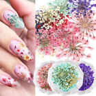 Natural Floral Dry Flowers Nail Art Manicur Dried Flower 3D Nail Art Decoration
