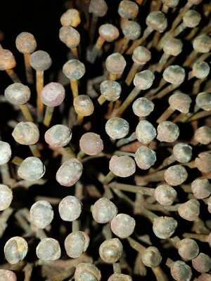 Escultura genuina de Harry Bertoia Design Val Bertoia Bush 12" de alto x 13" de ancho x 13" d Foto 1 de 4