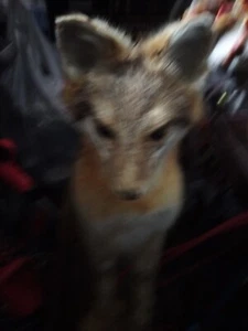 Red Fox Taxidermy Full Body Mount Cabin Camp Man Cave Home Office Den Decor NEW! - Picture 1 of 3