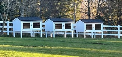 12+ Fertile Show Quality Serama Chicken Hatching Eggs