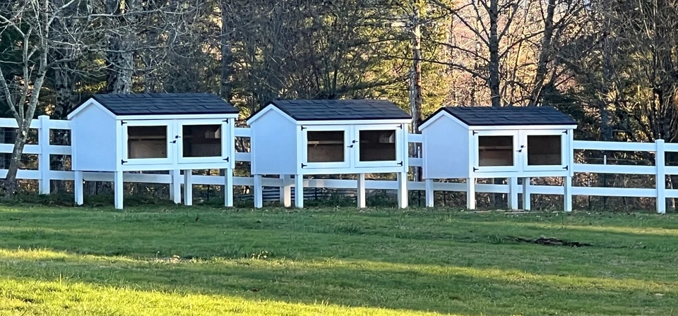 12+ Fertile Show Quality Serama Chicken Hatching Eggs