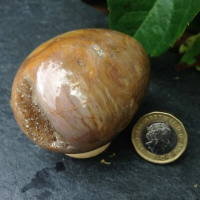 Petrified Fossil Wood Crystal Egg Drusy Cave Gaia Karma Healing 180g 6.27x4.63cm - Image 1 of 4