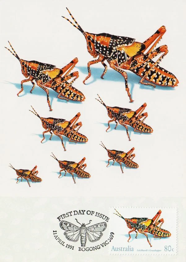 Grasshoppers Insect Australia Mint FDC Maxi Card 1991 - Image 1 of 1