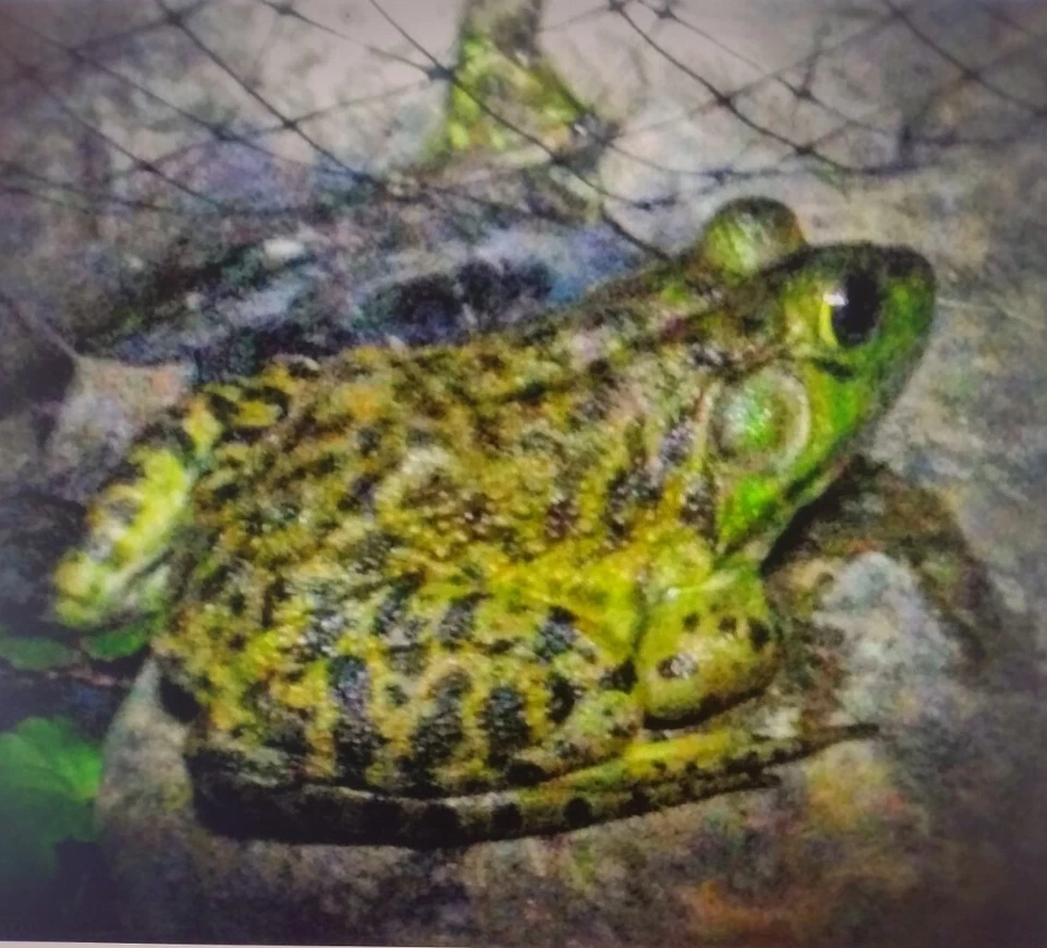 15 ranas toro vivas 🐸 renacuajos!  GARANTÍA VIVA  Foto 1 de 1